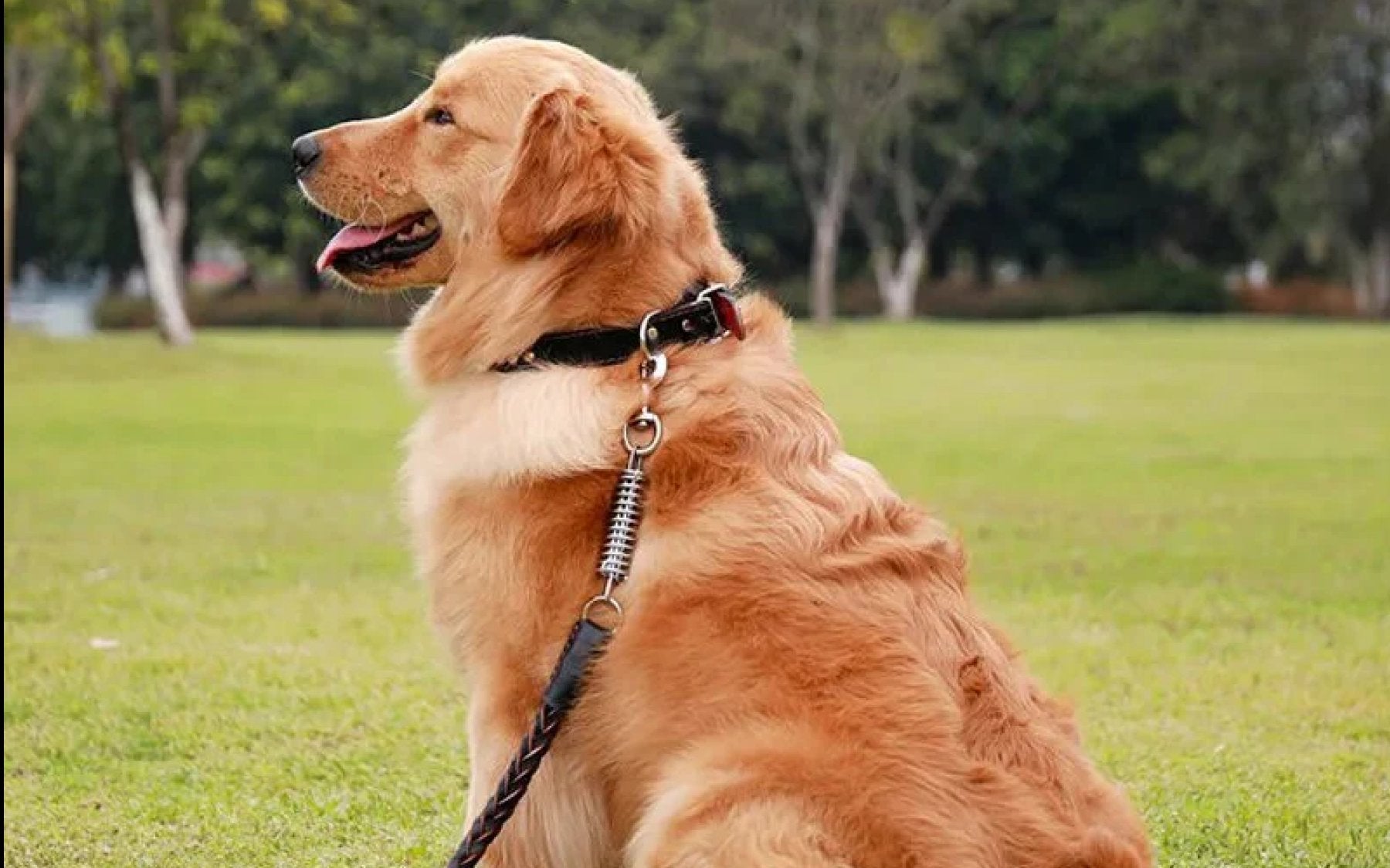 Pet Accessories for dogs and cats including everyday care and travel essentials