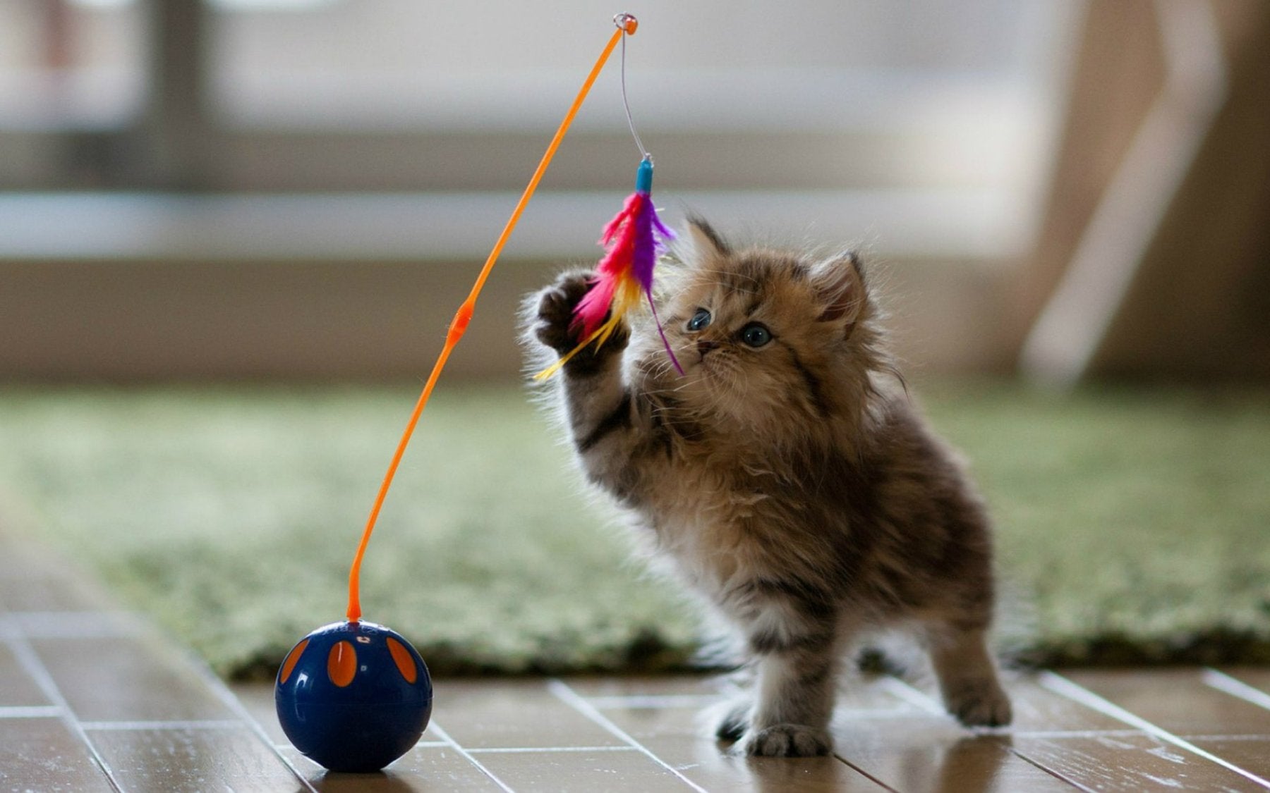 Pet Toys & Entertainment for dogs and cats with interactive and durable play products