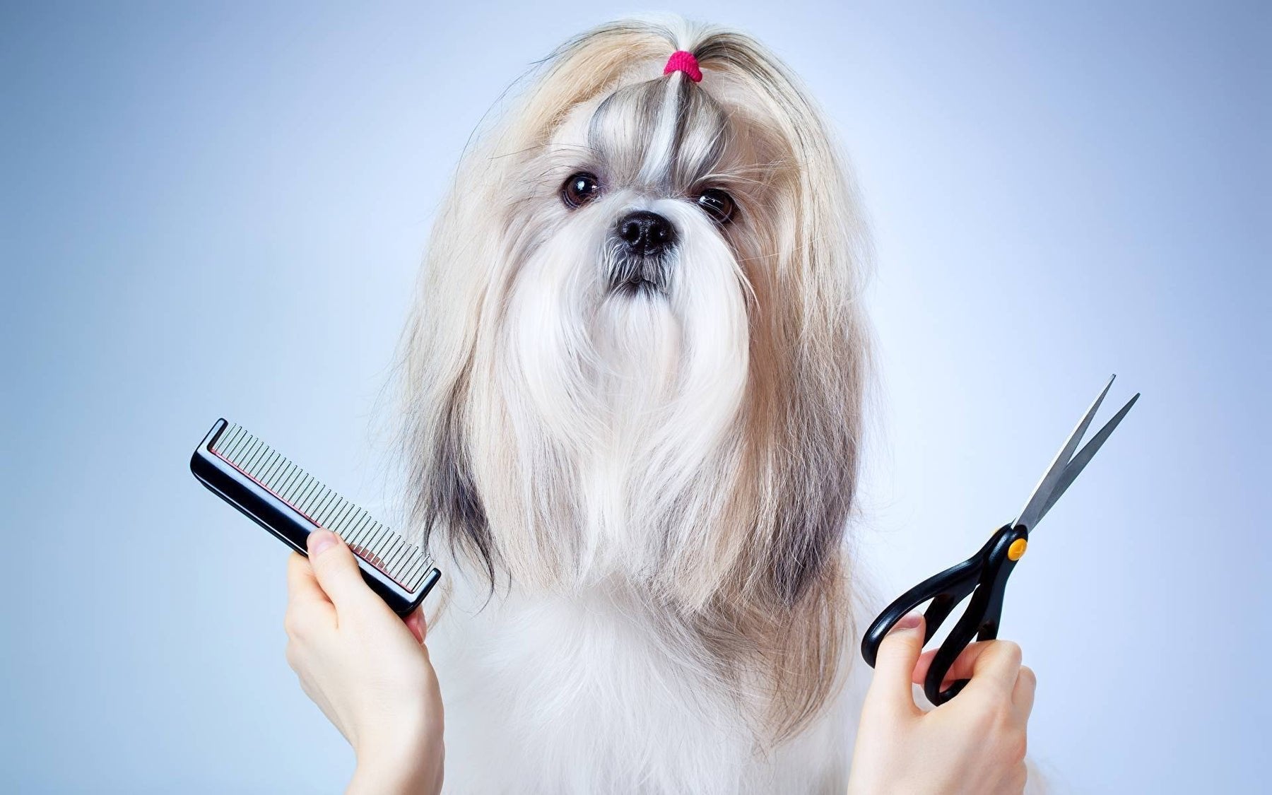 Pet Grooming tools and supplies for dogs and cats