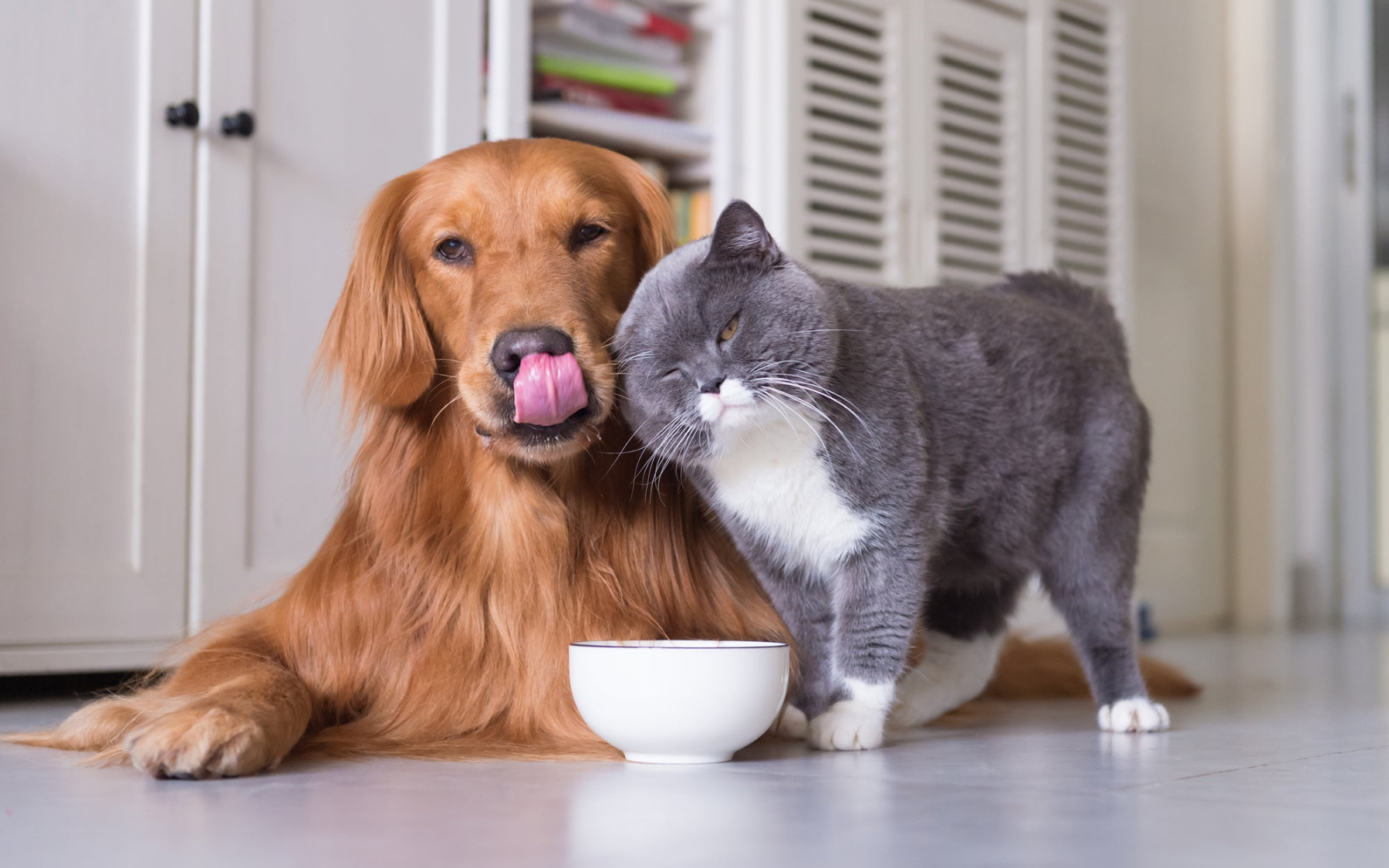 Pet Bowls & Feeders for dogs and cats with durable feeding solutions