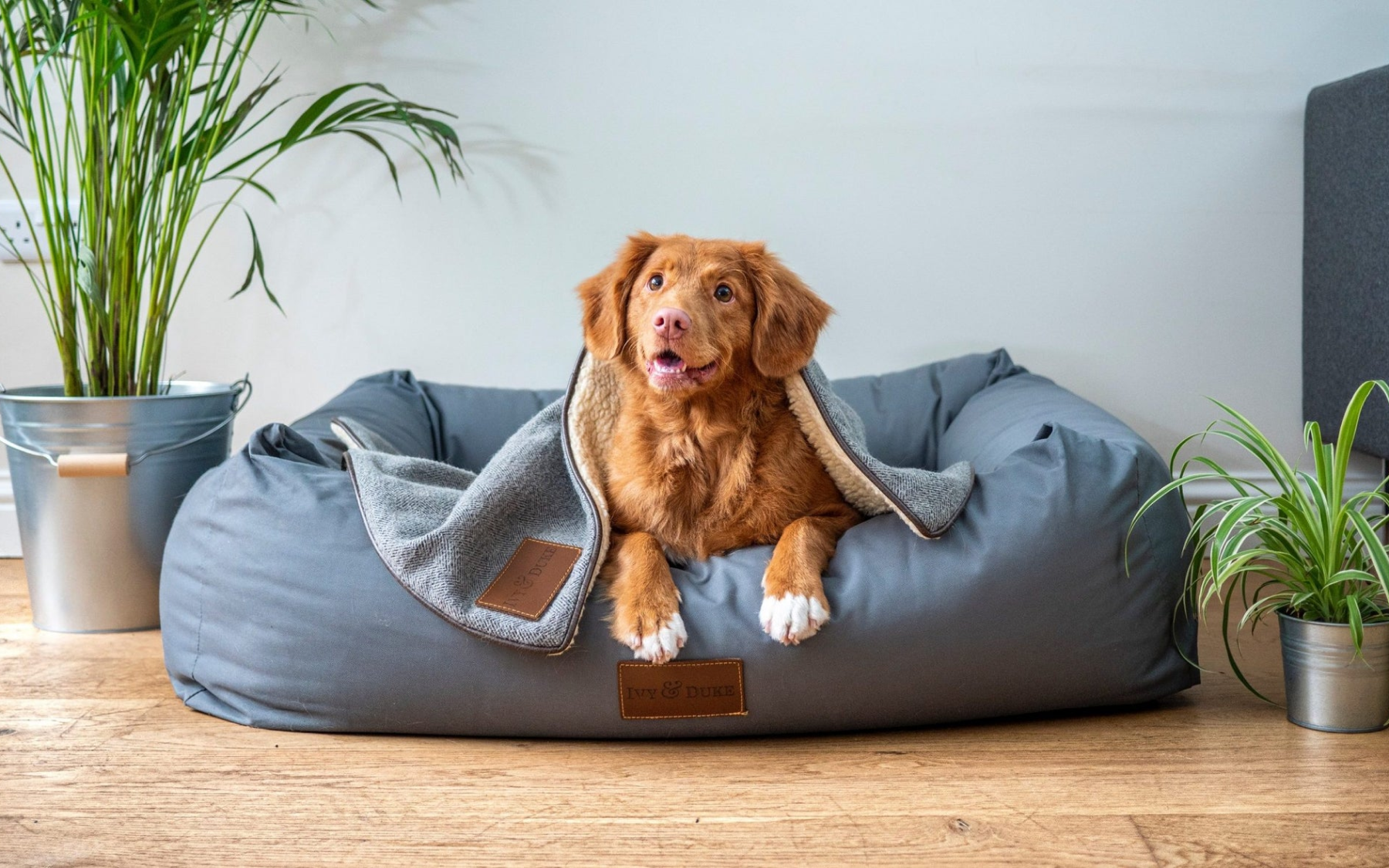 Pet Beds and Furniture