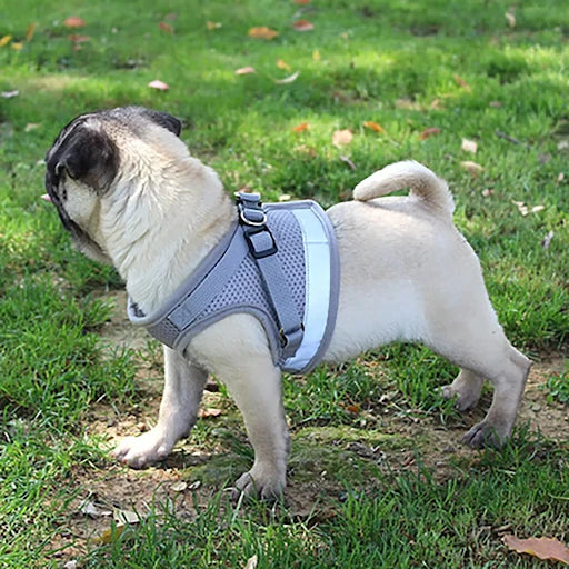 Dog Pet Products including toys, grooming tools, beds, and feeding accessories