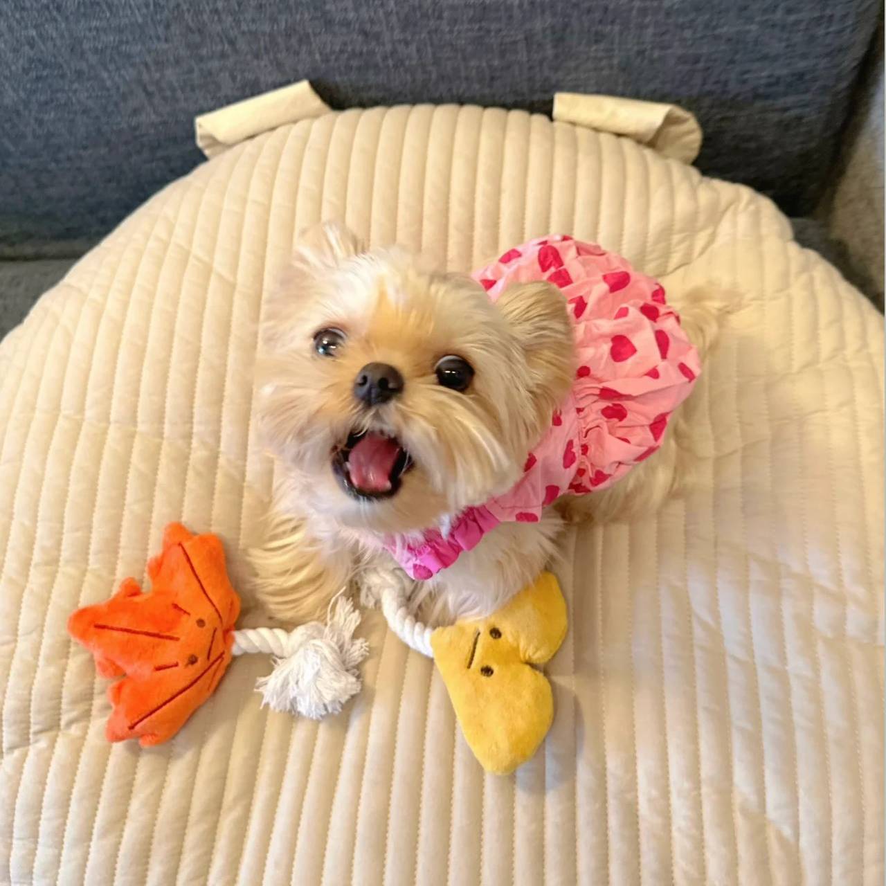 Princess Dog Dress – Cute Heart Design Pet Outfit