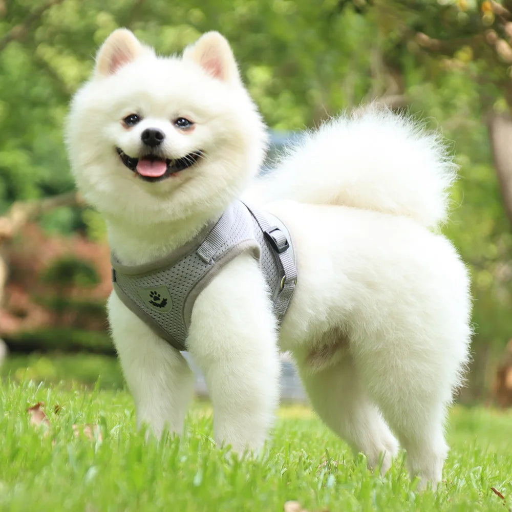 Dog Collar Vest Harness Leash