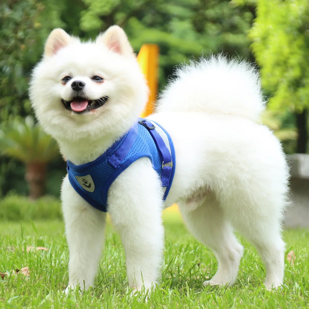 Dog Collar Vest Harness Leash